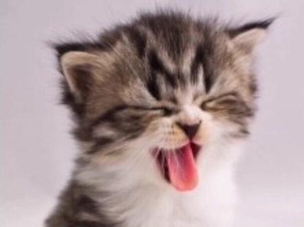 梦到猫 有什么说法 你知道吗???@抖音小助手 #传统文化 #知识分享