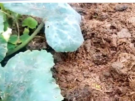 什么是马陆虫?#冷知识 #泛知识 #马陆虫 #神奇动物在抖音