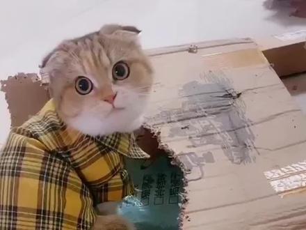 留守小猫家长看就行 #养宠进阶指南 #过年猫咪独自在家