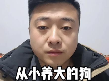你从小养大的狗为什么会咬你?#新手养狗 #狗咬人 #养狗经验分享 #科学养犬