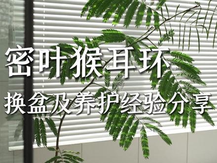 高颜值好养活的密叶猴耳环,换盆养护技巧分享! #抖音好家大赏 #2026美学大赏 #爱生活爱养花 #室内绿植 #记录真实生活