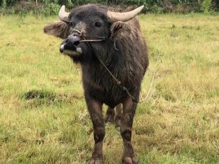 水牛的叫声#农村生活 #涨知识 #三农 #新农人计划2022@抖音小助手 @DOU+小助手