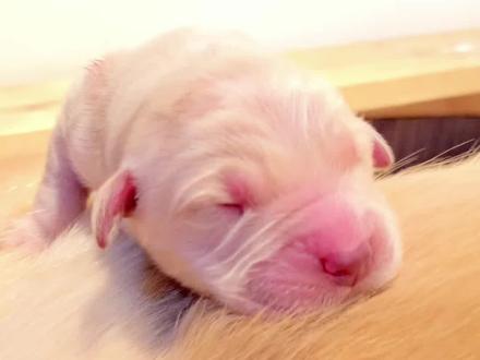 小金毛出生一个月的变化#双血统金毛