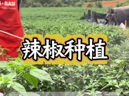 #辣椒种植 辣椒卷叶僵苗几毛钱土方法解决它 #朝天椒 #小米椒 #三农