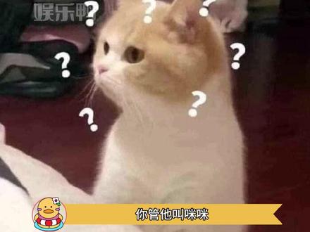 楼下猫:彪子,他为啥管你叫咪咪#猫咪 #万万没想到 #猫咪心里话
