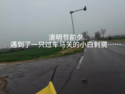 路遇横灾,但悲黄土全尸骨;
缘期再世,望以白仙尊故灵。
#刺猬 #清明节 #道系青年 #交通安全 #暖心