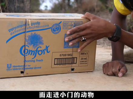 一个废弃纸箱被居然改造成了自动捕鸟器,外国小哥确实有点东西 #纪录片解说