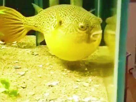 一分钟学会画河豚,不会算我输。#一起学画画 #绘画 #创意美术