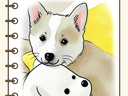 “我是流浪的小狗,但是我的小熊不是” #陪你看星星 #永远不落幕的电影 #狗狗的心思都写在脸上了 #狗狗 #画一个故事