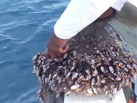 大海龟的后背长满了藤壶,主动向人类发出求救,幸亏遇到救援小哥#乌龟 #解压视频 #藤壶 #神奇动物在抖音 #救援