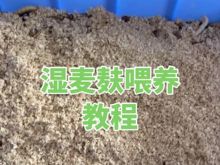 麦麸配水的喂养教程来了!#爬宠 #八哥鸟 #农业养殖 #喂食#大麦虫