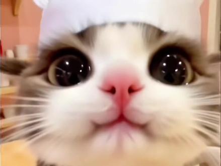 #我镜头下的小猫 #创作者中心 #创作灵感 我家的猫会后空翻,你家的会么?😄看看小猫咪的绝活#现在的猫咪都成精了吗 #猫成精了