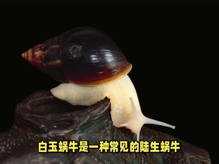 白玉蜗牛养殖方法(详细介绍) #白玉蜗牛 #蜗牛 #蜗牛🐌