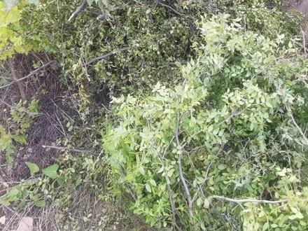 大山里的野生酸枣树全被方山,摘酸枣的,把树都砍断了,人家说是从陕西一直,摘到娄烦水库这边#