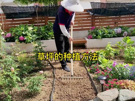 庭院草坪种植
#花卉绿植 #农村 #一花一草一世界