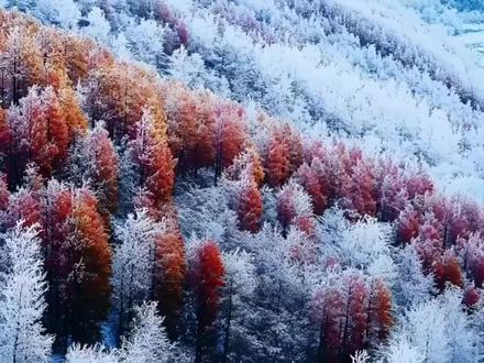 大雪是二十四节气中的第二十一个节气。《月令七十二候集解》曰:“大雪,十一月节,至此而雪盛矣。”
这个节气的到来,意味着仲冬的来临。若将小雪解释为初雪来临的时节,那么大雪可解释为积雪出现的时节。
在大雪纷飞的日子里,围炉而坐,灯火可亲,或品茶读书,或闲聊家常,心底都会升腾起融融的暖意。
老南京有“小雪腌菜,大雪腌肉”的传统。大雪节气一到,腊肉、香肠、咸菜等,挂在屋檐下晾晒风干,以备冬季食用,也是迎接新年的重要准备。
小雪封地,大雪封河,在大东北,大雪时节河流逐渐封冻硬实,形成冰封雪飘的景象。
全国各地的游客打卡哈尔滨,牡丹江,鸡西,密山,虎林……人们热衷于欣赏冰天雪地的美景,堆雪人、打雪仗、滑雪,看冰灯,赏雪雕等户外活动。
大雪将至,冬意渐浓。山河换新妆,人间时光浅。愿你我从暖春走向寒冬,不负一路艰辛,不负岁月悠长,盼冬来无恙。
岁暮天寒,愿今冬温暖。大雪时节到了,亲爱的你啊,要快乐,要开心,要像冬日里的暖阳,温暖又明亮。
#二十四节气 #大雪节气 #冬日暖阳
