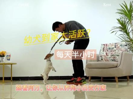 幼犬到家过度活泼管不住?阿方教你新手管狗 #训犬 #郑州训犬 #杰克罗素梗 #真实案例