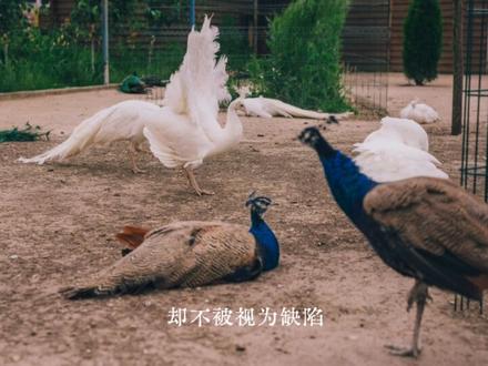 白孔雀#oc #oc素材 #知识分享 #白孔雀#投稿