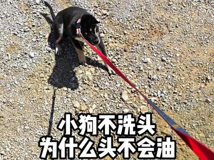 小狗不洗头为什么头不会油? #萌宠出道计划 #小狗 #狗子的迷惑行为 #狗狗日常