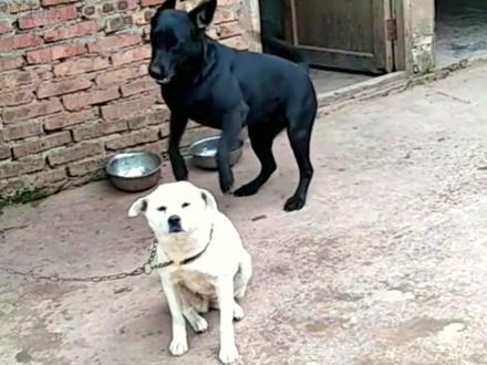 小黑:小丑竟是我自己? #搞笑配音 #猫咪的迷惑行为 #动物搞笑配音