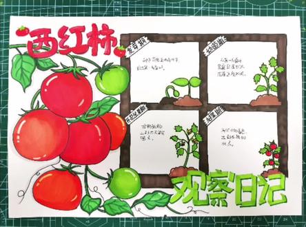 植物观察日记来啦~西红柿的生长过程,快快收藏起来留着备用吧~#小学生手抄报 #一起学画画 #植物观察手抄报 #儿童画 #手抄报模板