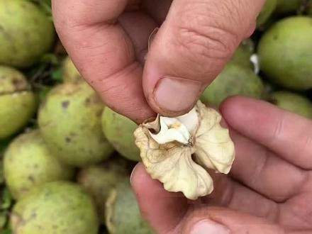 新货去青皮鲜核桃