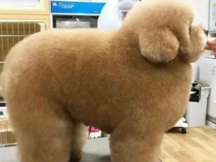 如何给泰迪挤GMX?教程来了!#泰迪 #泰迪犬