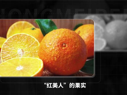 红美人——日本爱媛县选育的杂交柑橘品种#红美人