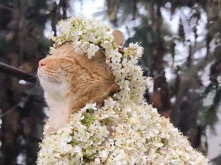 第一次这么直观地看懂塔罗牌(感谢来源:mumu)
#塔罗牌 #猫咪 #小猫