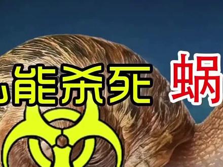 我以前也养过这个小东西,现在想想真吓人😱