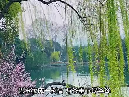 柳树发芽的秘密时间,90%的人竟然不知道!错过就等一年! #柳树 #春景 #柳 #垂柳 #绿意盎然