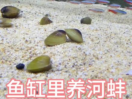 鱼缸里养河蚌#养鱼 #水族