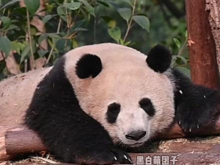 2.28官方通报:大熊猫香果和半半在年前接连去世 五岁多的香果和不到10岁的半半,都因病死亡,都是在杭州生活的,到底为什么呢?太令人震惊和难过了,这两个机构真的具备饲养资格吗?#大熊猫香果 #大熊猫半半 #大熊猫香果离世