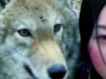 2026年1月保护区视频捕捉到格林身影,虽已年迈,但是仍然可以自行狩猎活动,垂暮之年16岁已经是奇迹了,保护区起到很大的作用,让盗猎者无从下手!#重返狼群 #上热搜 #热点 #动物@dou+小助手