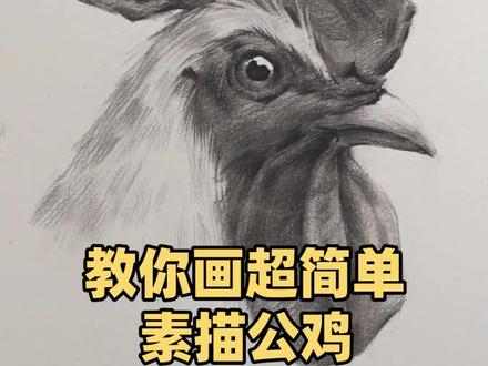 超简单素描公鸡教程#素描 #素描动物