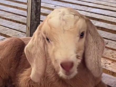 生前生后肚子差别#黑山羊 #萌宠 #小羊羔