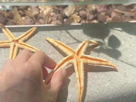 三亚赶海带回来的海星~#手工diy