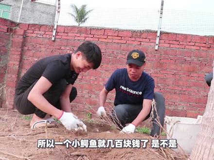 30元一个的鳄鱼蛋,原来是拿个棍子从母鳄鱼那抢来的,味道好吃吗#涨姿势 #商品鳄 #挖宝