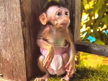食蟹猴是什么猴?#猴子#小猴子#猴宝宝#膏药猴#糊糊仙人 #小猴子