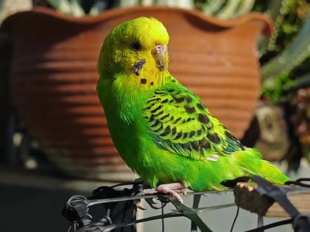 手工造鸟笼🦜
给小鸟换套房 #手工diy #养鸟 #鹦鹉 #动物 #宠物 @DOU+上热门 @抖音创作小助手 @DOU+小助手