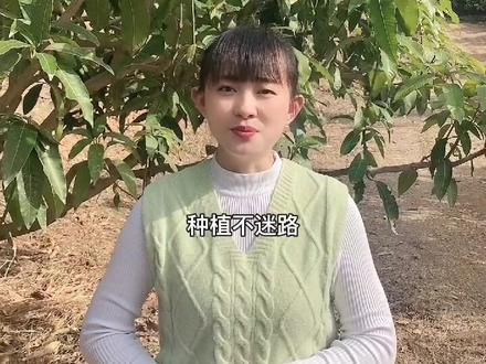 都很重视的问题:芒果花开得特别好,挂果却差,你们有没有遇到过这样的情况呢?
