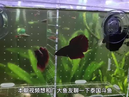 斗鱼的饲养及三点注意事项#养鱼日记 #观赏鱼 #水族 #鱼缸