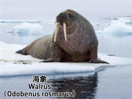 野生动物 海豹,海狮和海象类的动物的叫声
#有趣的动物 #海象 #海豹叫声 #海狮海豹 #海豹