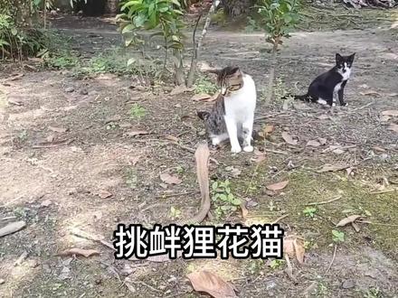 猫与眼镜蛇对峙,最终没有输家#蛇类纪录片 #猫蛇大战 #蛇类科普知识 #动物世界#野生动物