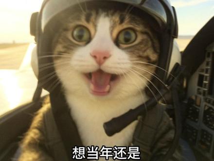 年轻的哈基米渴望建立功勋 #萌宠 #猫 #我镜头下的小猫