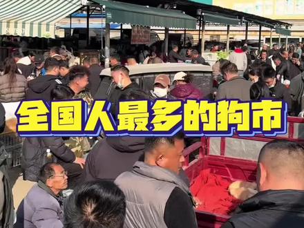 南京最大狗市#宠物市场#狗市#宠物 #萨摩耶#阿拉斯加