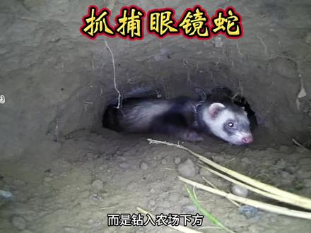 蛇貂钻进眼镜蛇的洞穴追捕眼镜蛇。 #纪录片#野生动物#抖音精选计划