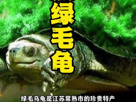 江南常熟特产 “绿毛龟”🐢始于唐代!历史悠久!#奇闻奇事 #科普 #苏州 #未解之谜 #神奇动物在抖音 #绿毛龟 #创作灵感