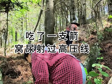窝尿超过高压线,#一支箭 #植物科普