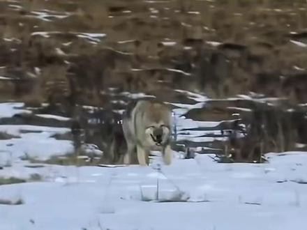 狼王格林,回到了有妈妈气味的风里 #格林 #李微漪 #重返狼群 #风之子